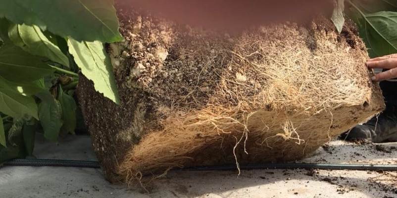 uitstekende doorworteling aardpeer in tuinaarde met vlokken