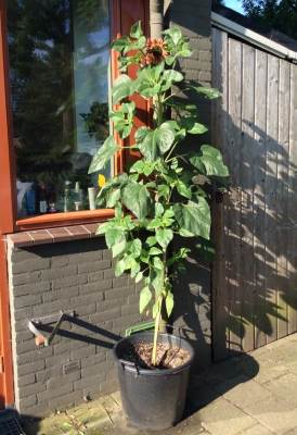 grote zonnebloem