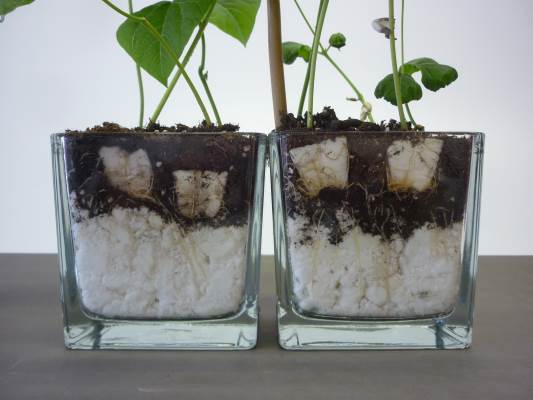 plugs in pot met vlokken en potgrond