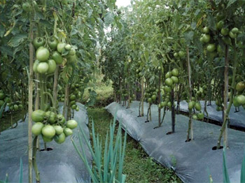 tomatenveld