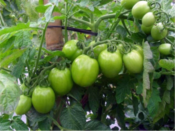 tomatenveld