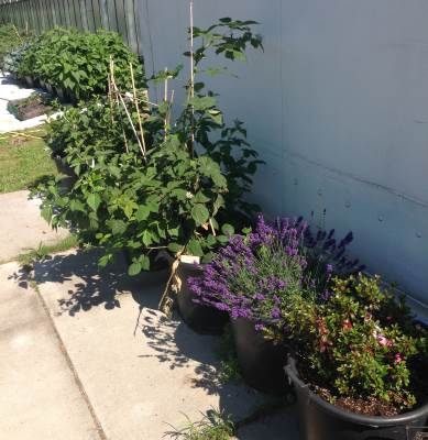 grote tuin geheel plaagvrij